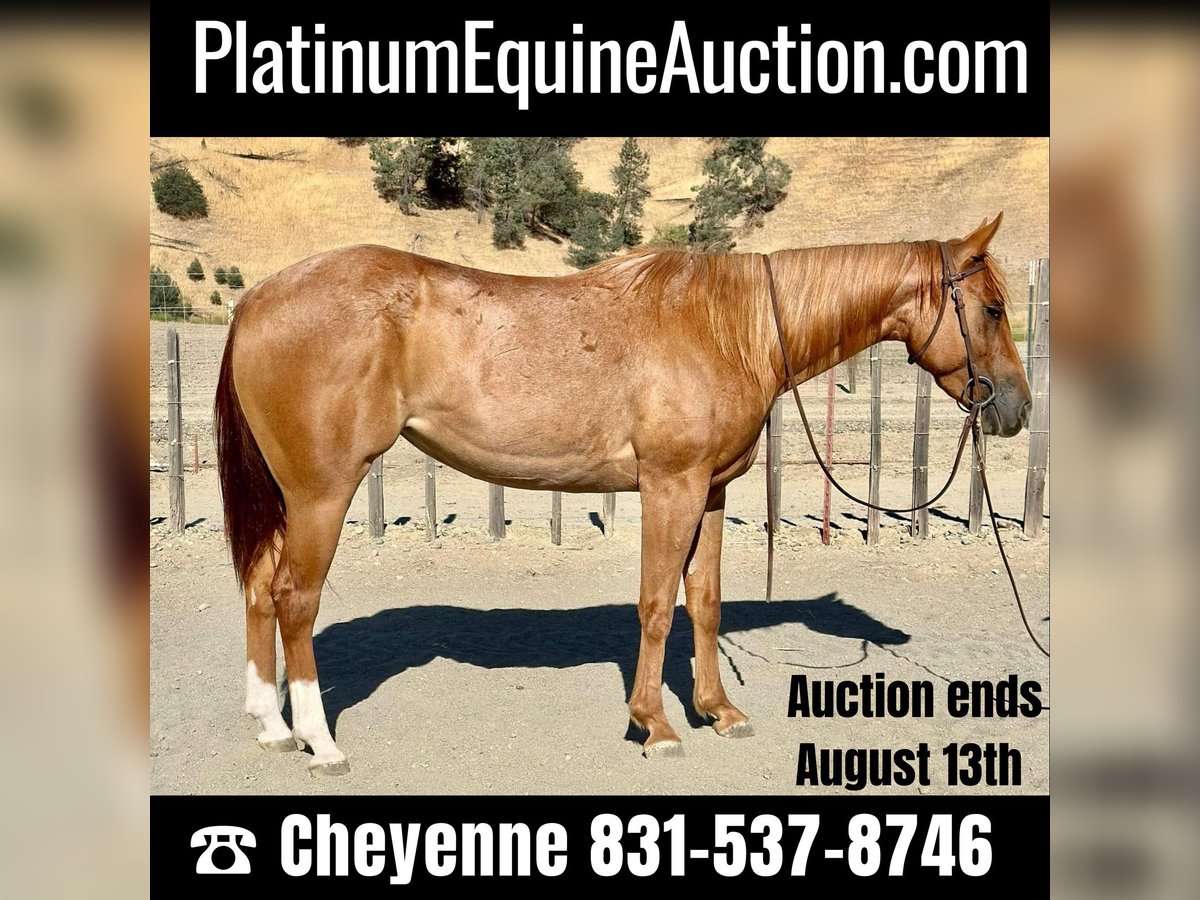 American Quarter Horse Castrone 6 Anni 152 cm Roano rosso in King City CA