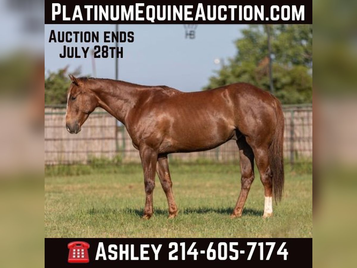 American Quarter Horse Castrone 6 Anni 152 cm Sauro ciliegia in Weatherford TX