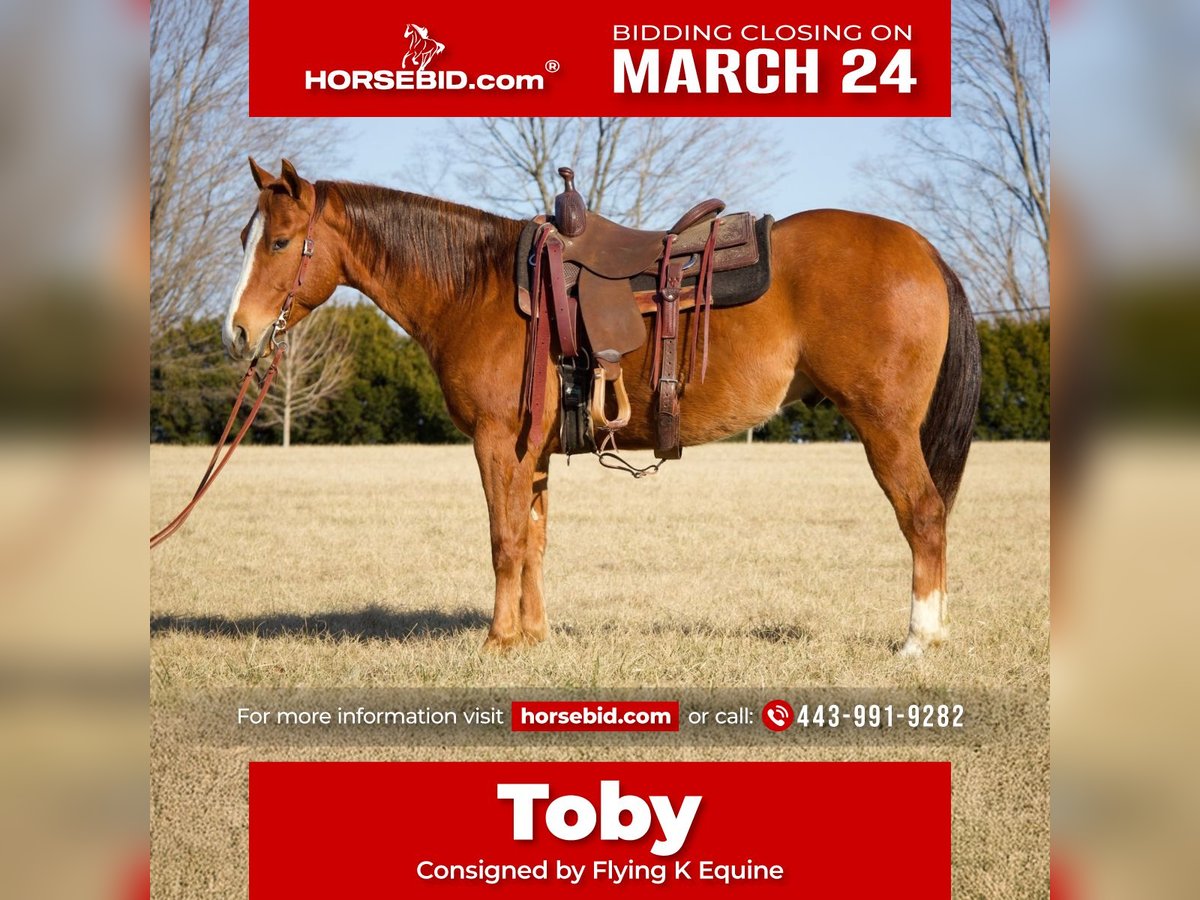 American Quarter Horse Castrone 6 Anni 152 cm Sauro ciliegia in Westminster, MD