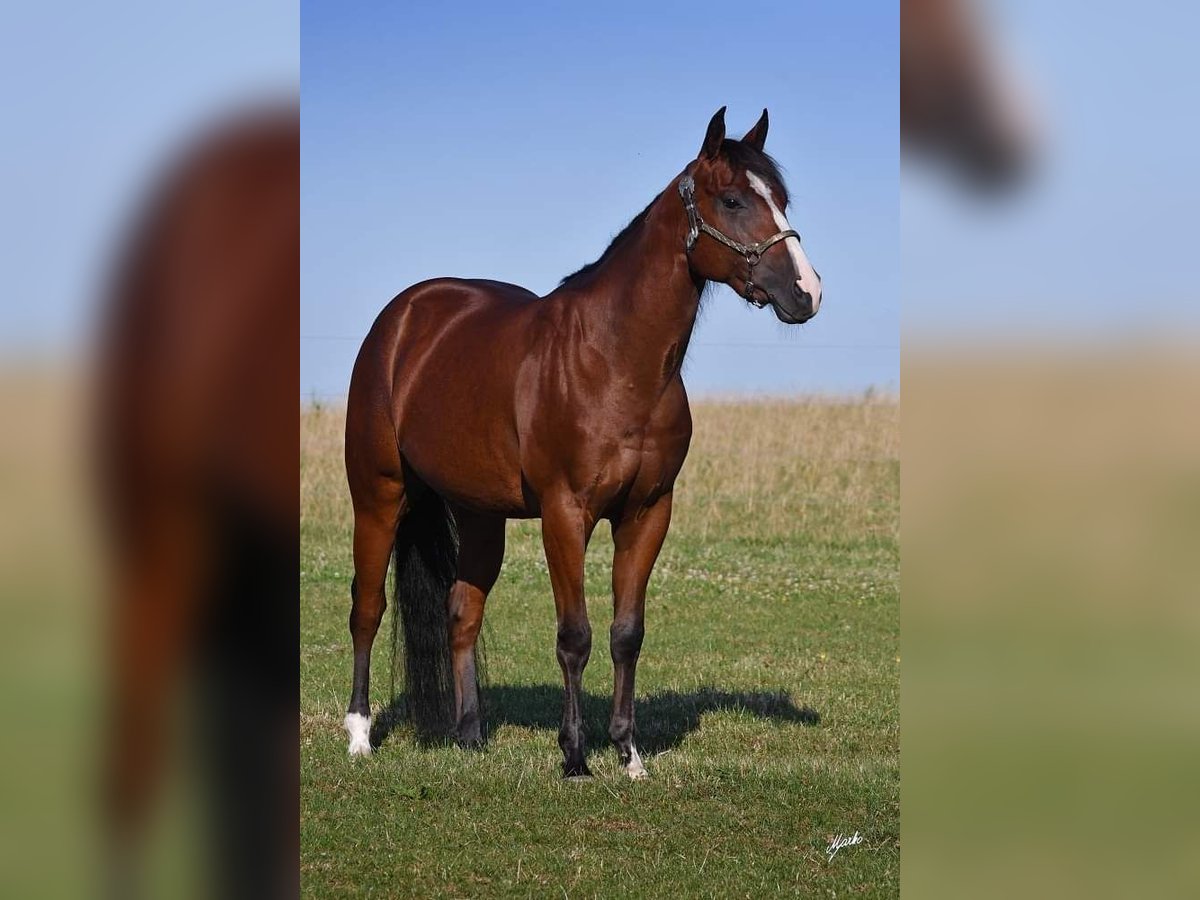 American Quarter Horse Castrone 6 Anni 153 cm Baio ciliegia in Roudnice nad Labem