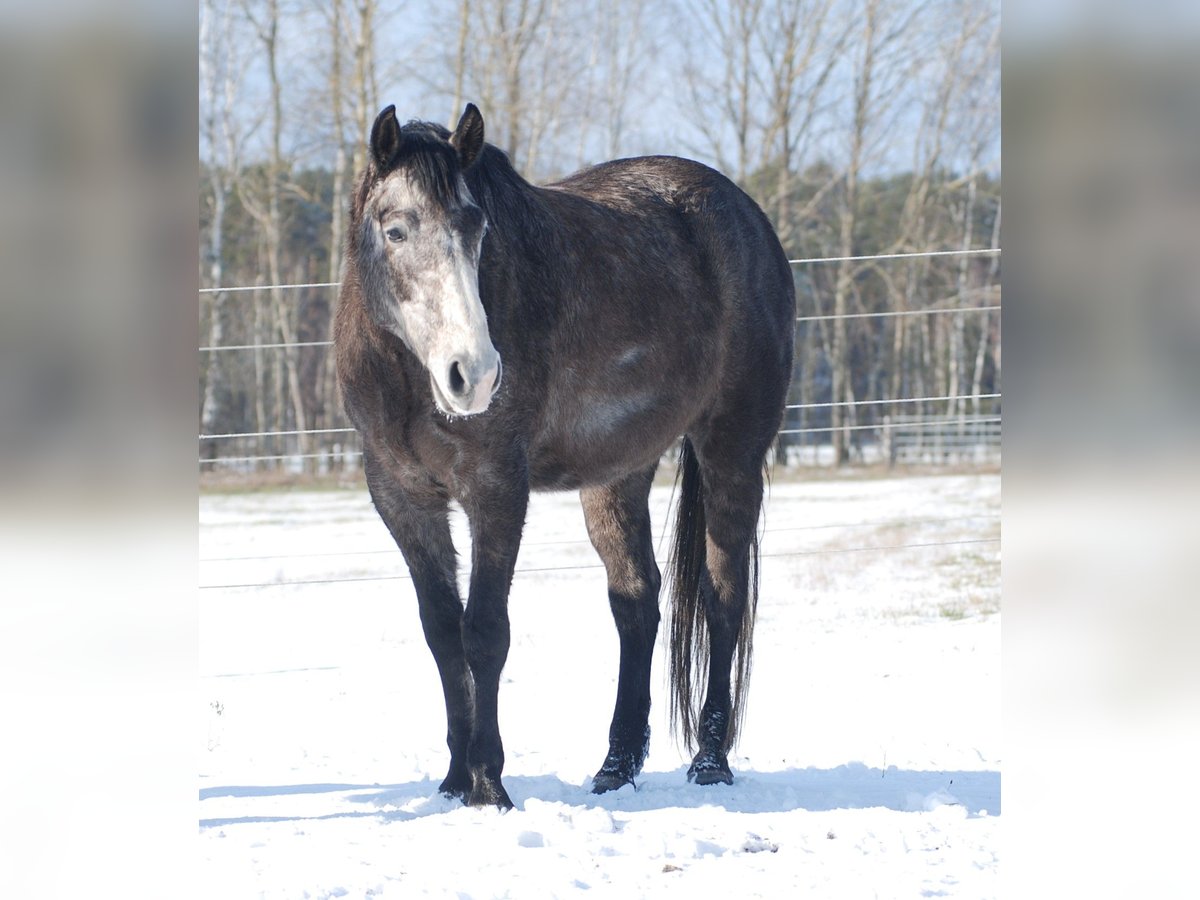 American Quarter Horse Castrone 6 Anni 154 cm Grigio ferro in Finsterwalde