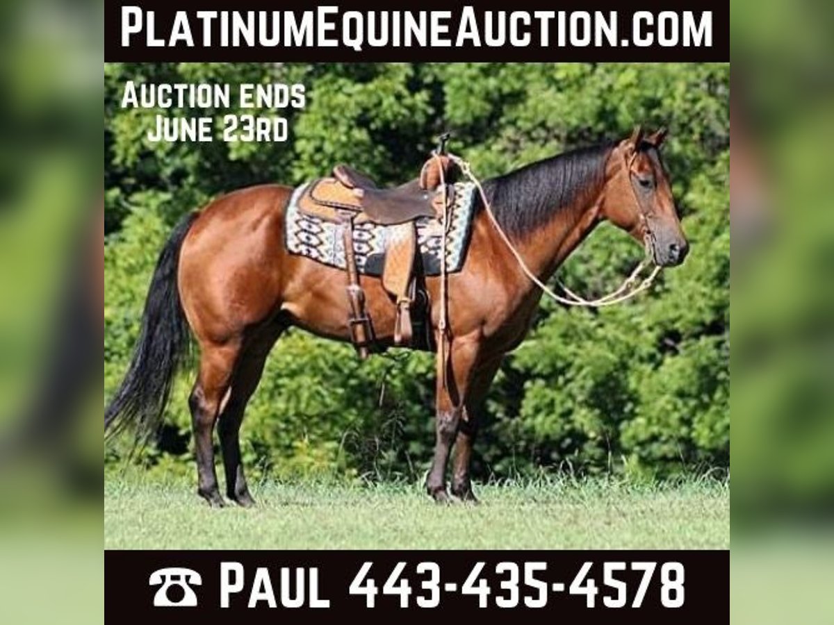 American Quarter Horse Castrone 6 Anni 155 cm Baio ciliegia in New Park, PA