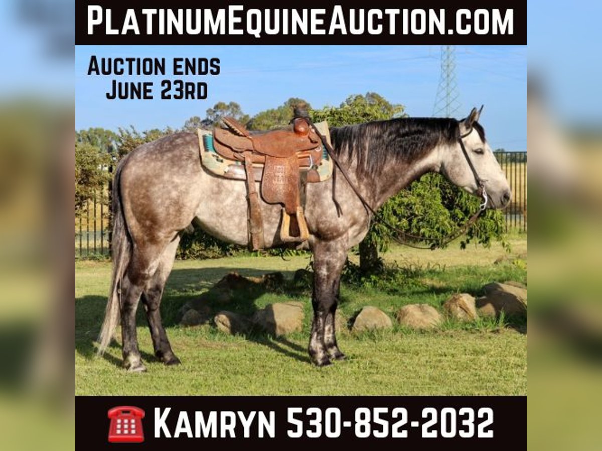 American Quarter Horse Castrone 6 Anni 155 cm Grigio pezzato in Pleasant Grove CA