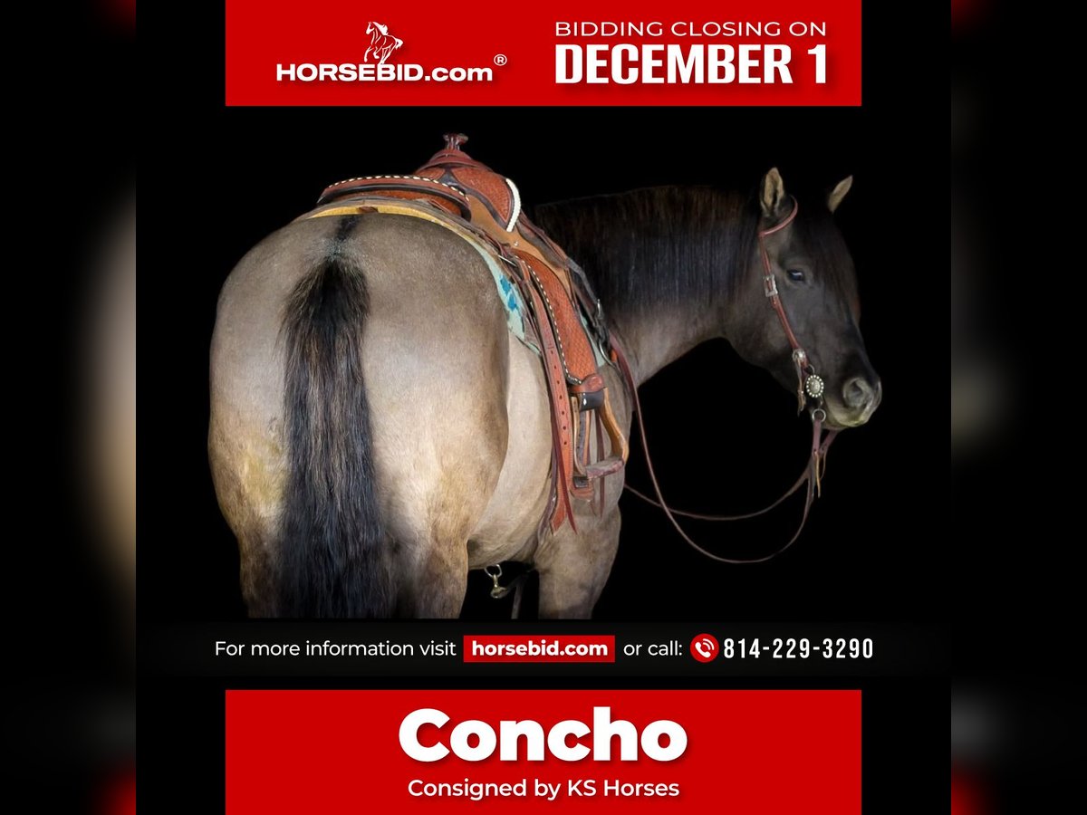 American Quarter Horse Castrone 6 Anni 155 cm Grullo in Clarion