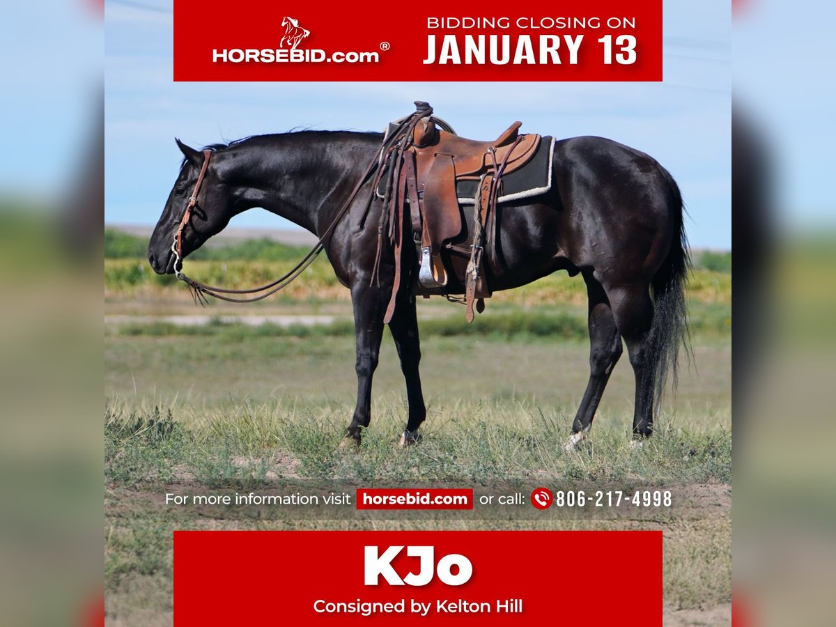 American Quarter Horse Castrone 6 Anni 155 cm Morello in Congress, AZ