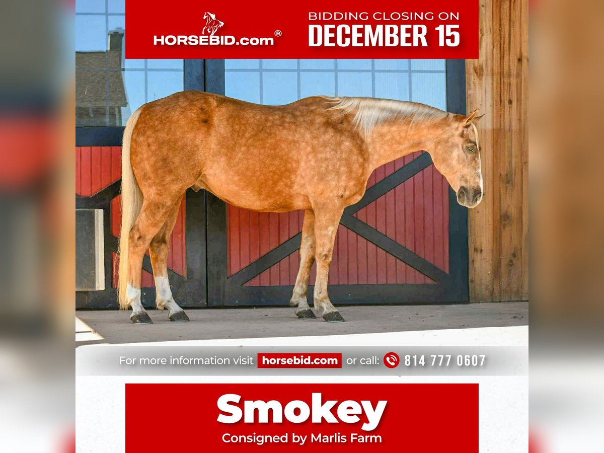 American Quarter Horse Castrone 6 Anni 155 cm Palomino in Rebersburg