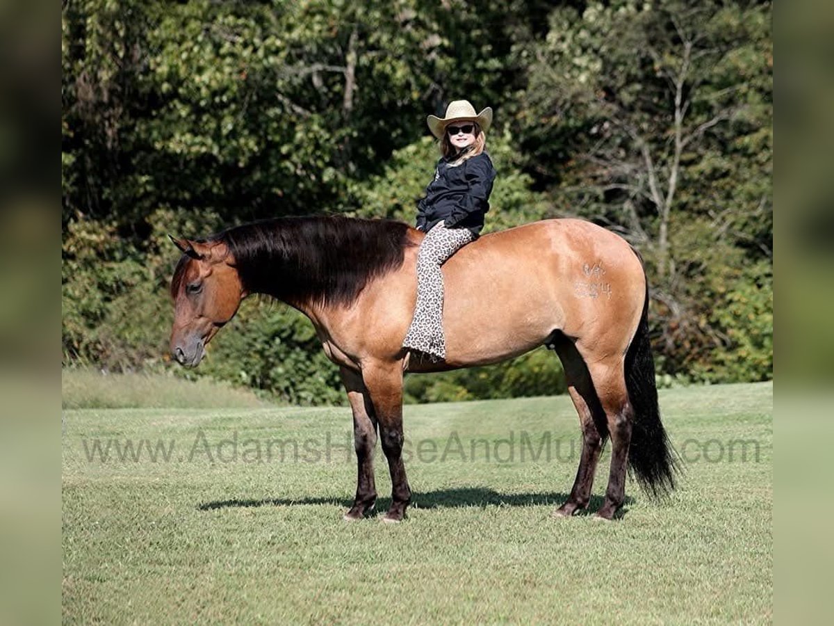 American Quarter Horse Castrone 6 Anni 155 cm Pelle di daino in Wickenburg, AZ