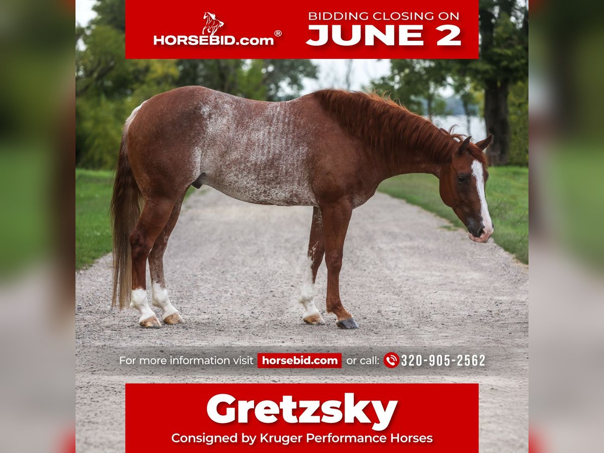 American Quarter Horse Castrone 6 Anni 155 cm Rabicano in Lake Lillian, MN