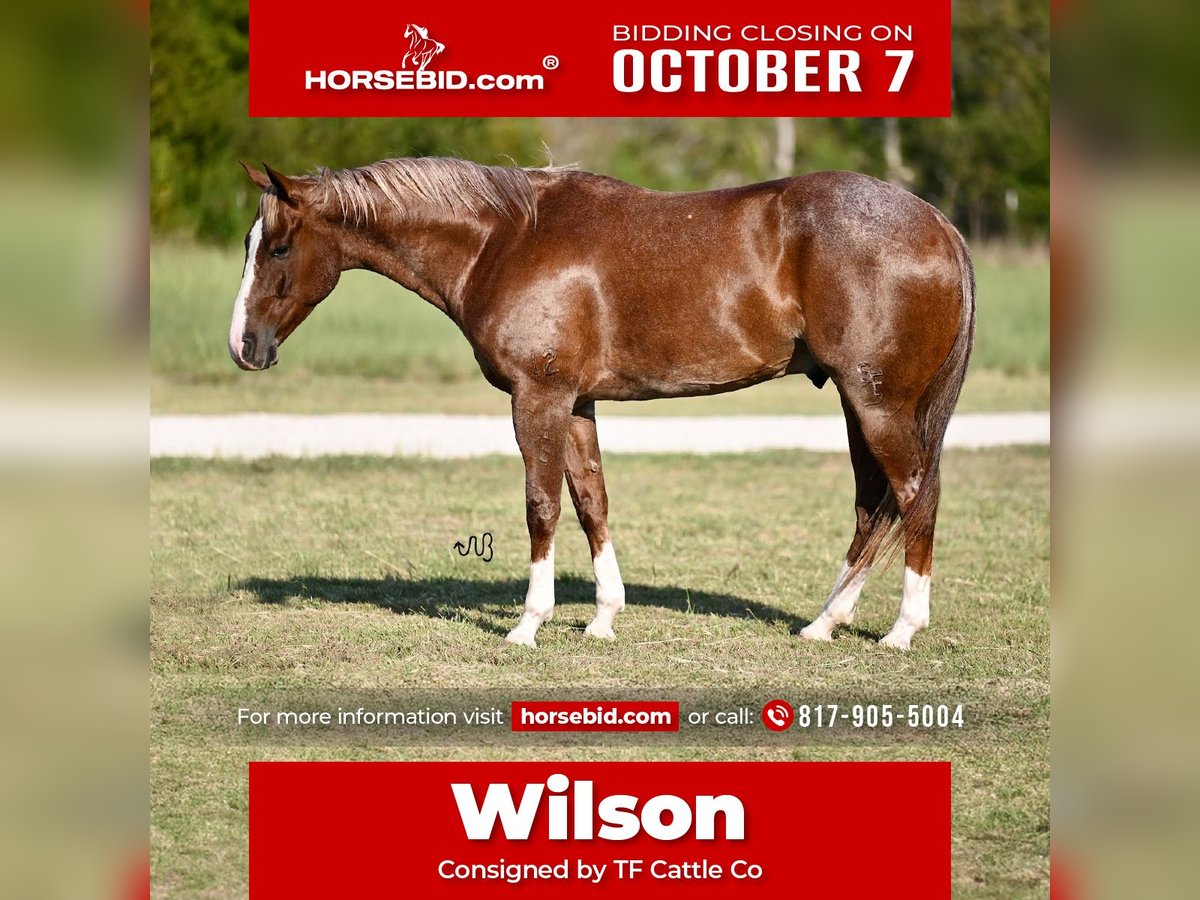 American Quarter Horse Castrone 6 Anni 155 cm Roano rosso in Cresson, TX