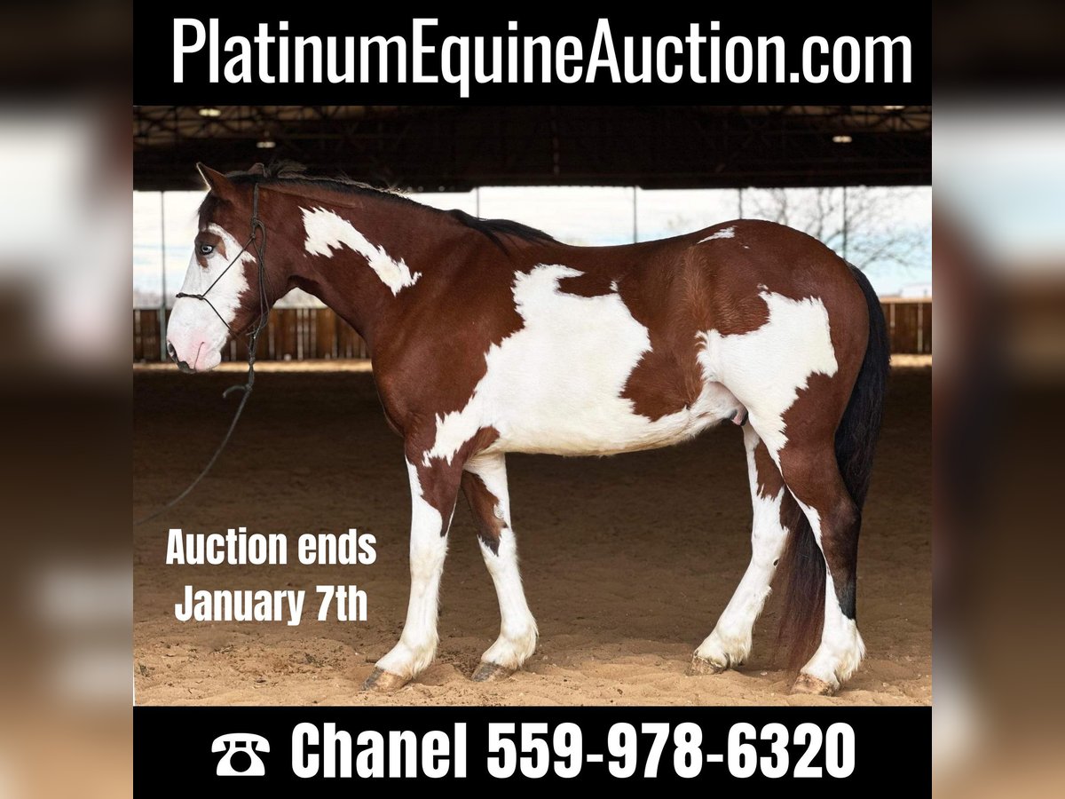 American Quarter Horse Castrone 6 Anni 155 cm Tobiano-tutti i colori in Jacksboro TX