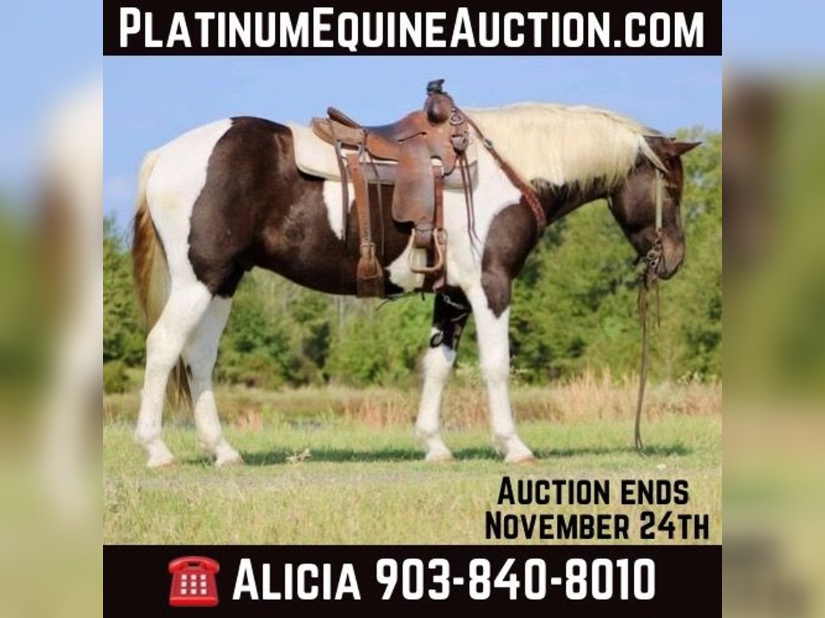 American Quarter Horse Castrone 6 Anni 155 cm Tobiano-tutti i colori in Canton TX