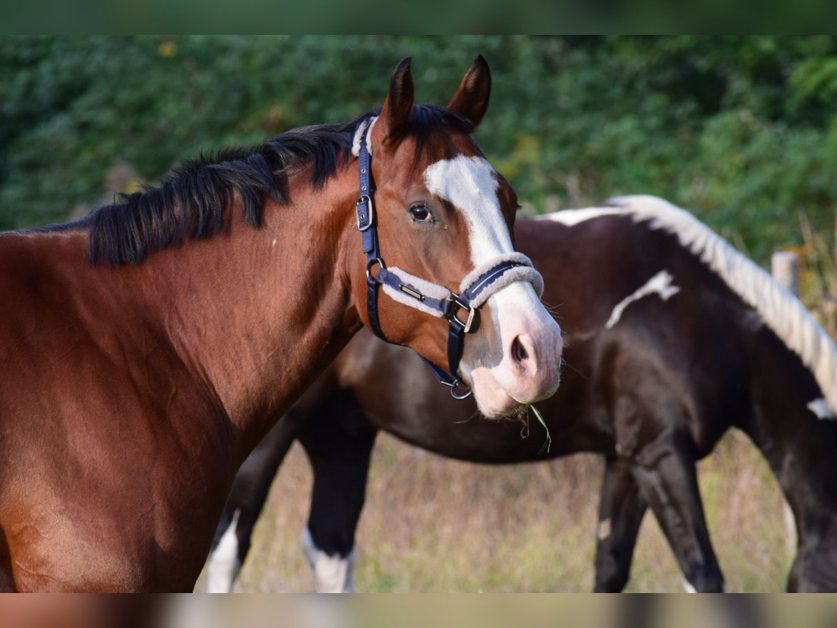 American Quarter Horse Castrone 6 Anni 156 cm Baio in Berlin