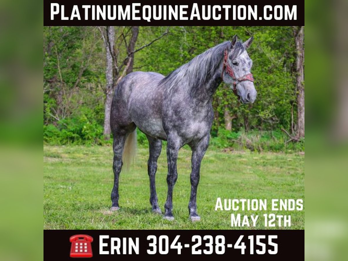 American Quarter Horse Castrone 6 Anni 157 cm Grigio pezzato in Flemingsburg Ky