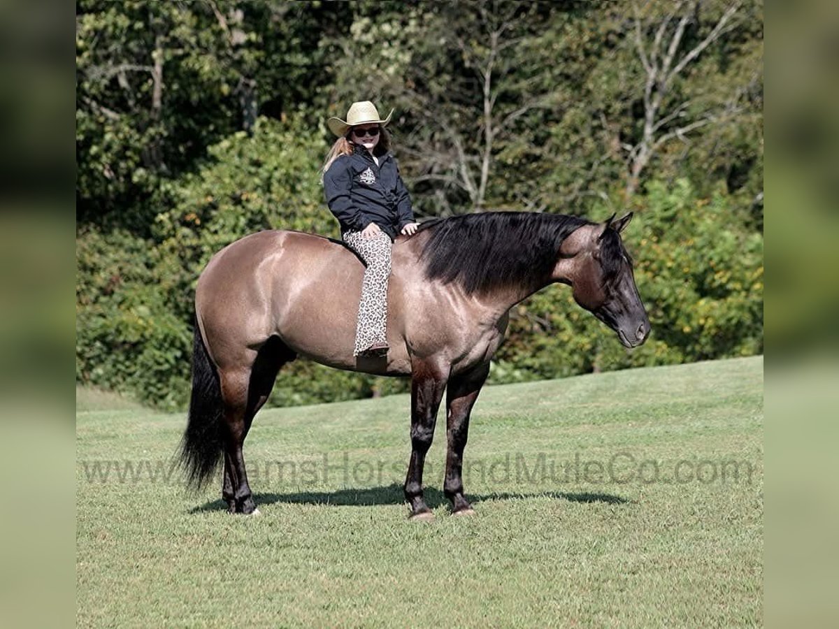 American Quarter Horse Castrone 6 Anni 157 cm Grullo in Wickenburg, AZ