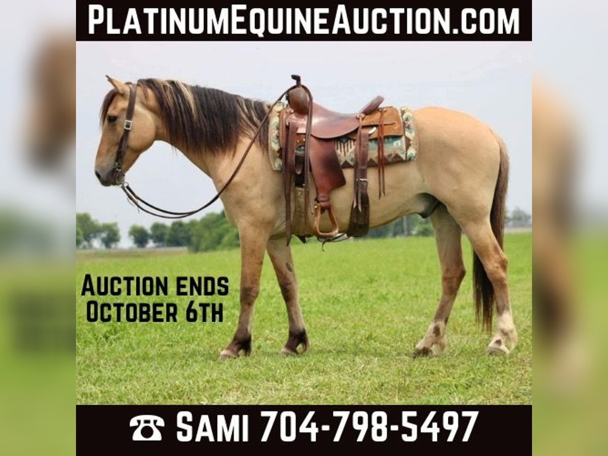 American Quarter Horse Castrone 6 Anni 157 cm Pelle di daino in Brookesville Ky