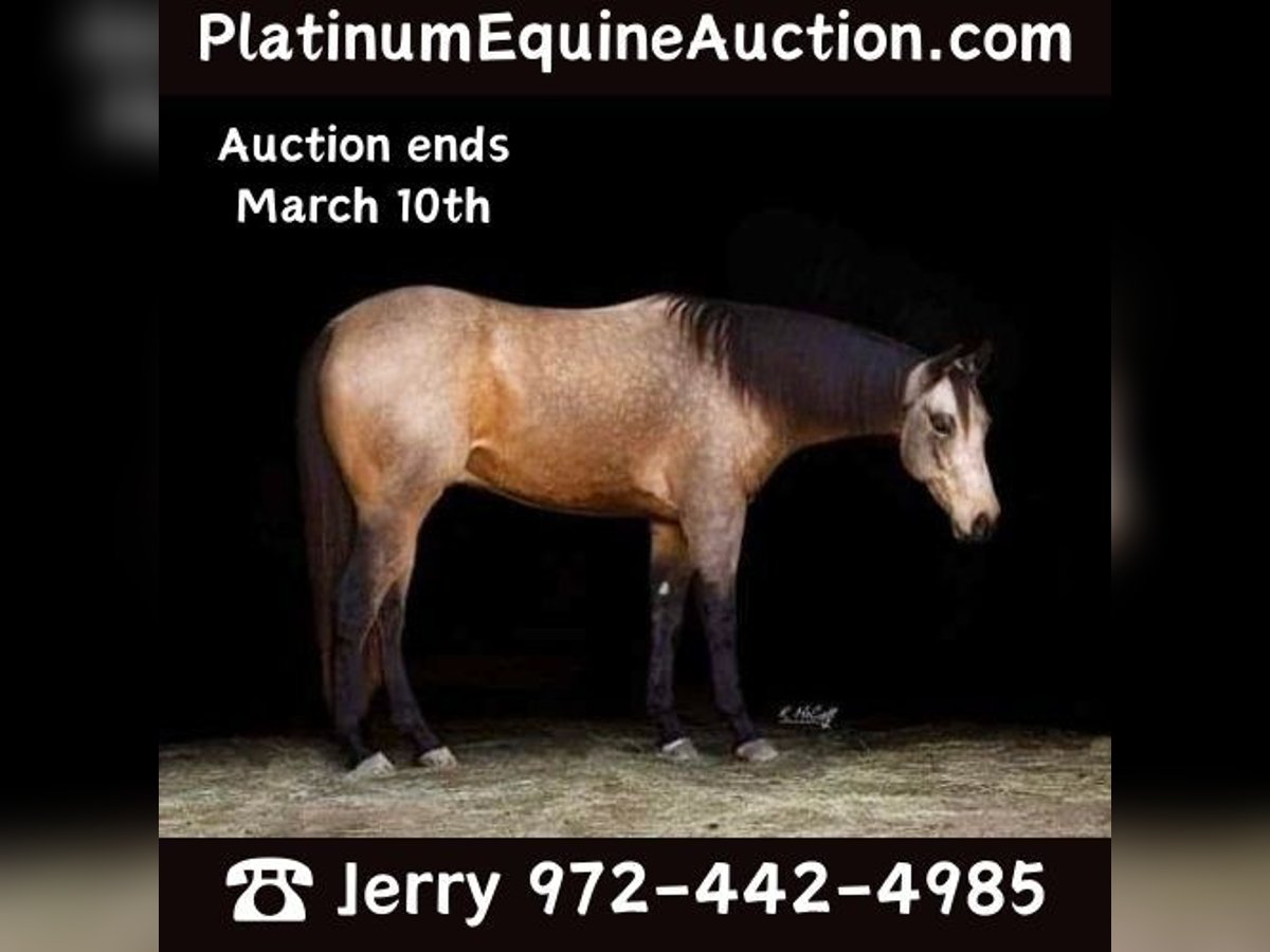 American Quarter Horse Castrone 6 Anni 157 cm Pelle di daino in Ravenna TX