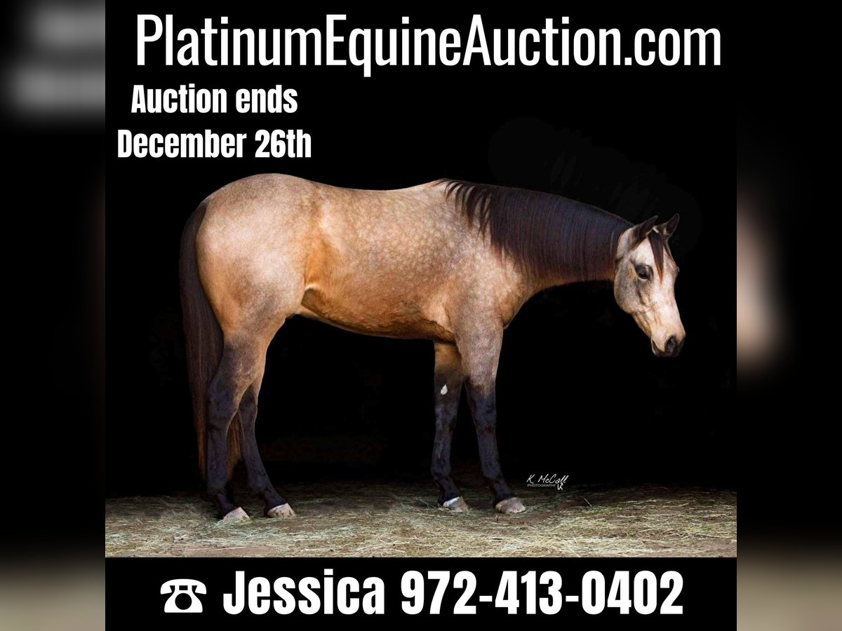 American Quarter Horse Castrone 6 Anni 157 cm Pelle di daino in Ravenna, TX