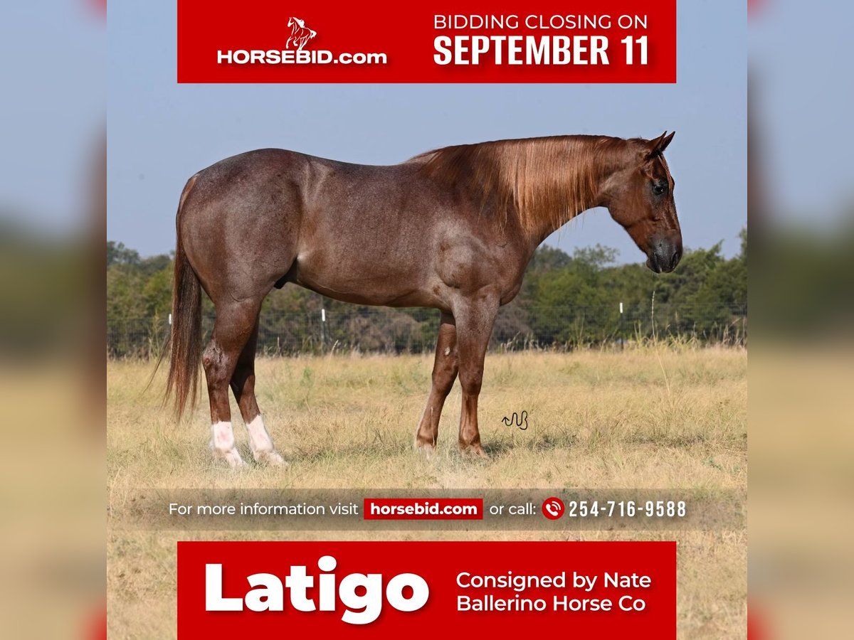 American Quarter Horse Castrone 6 Anni 157 cm Roano rosso in Waco, TX