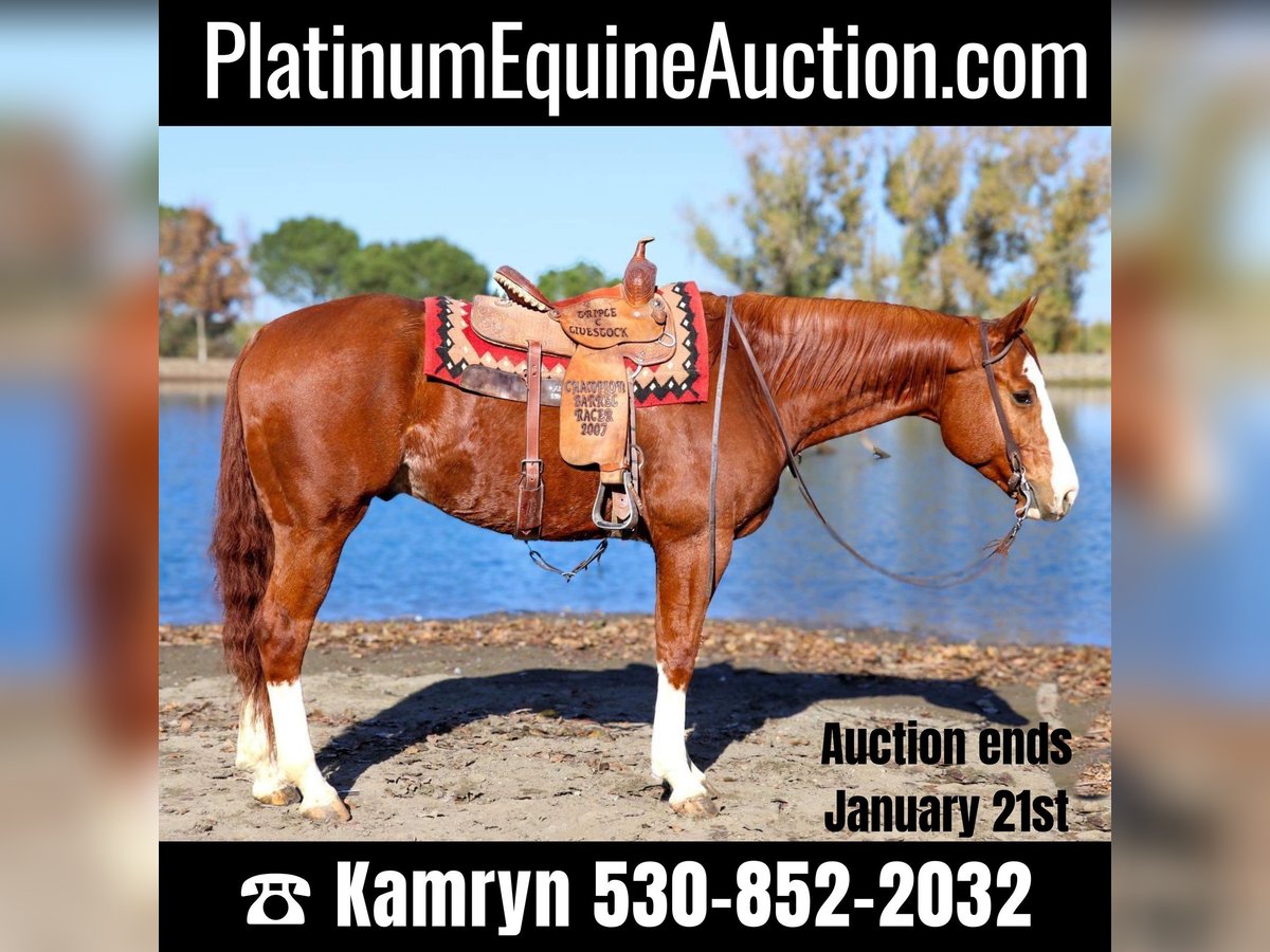 American Quarter Horse Castrone 6 Anni 157 cm Sauro scuro in Pleasant Grove CA