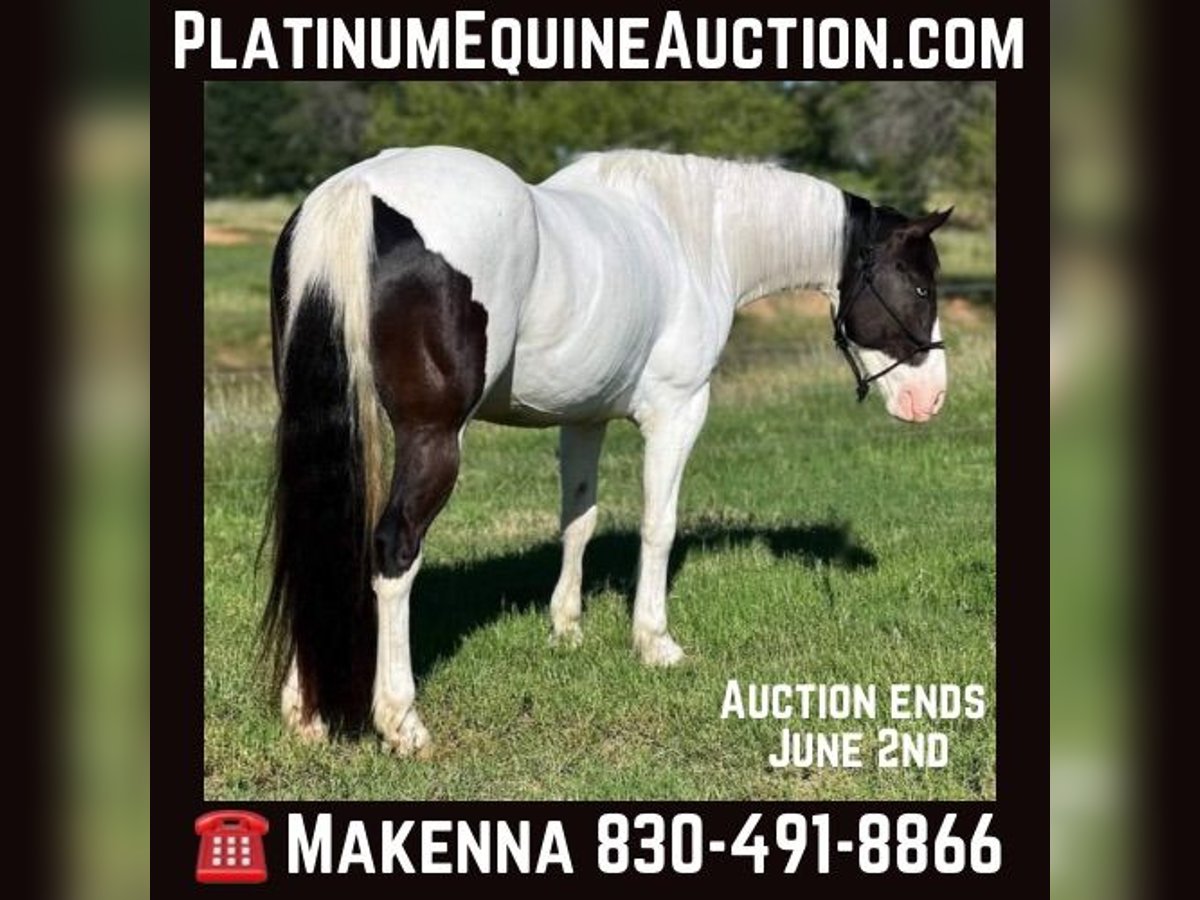 American Quarter Horse Castrone 6 Anni 157 cm Tobiano-tutti i colori in Stephenville TX