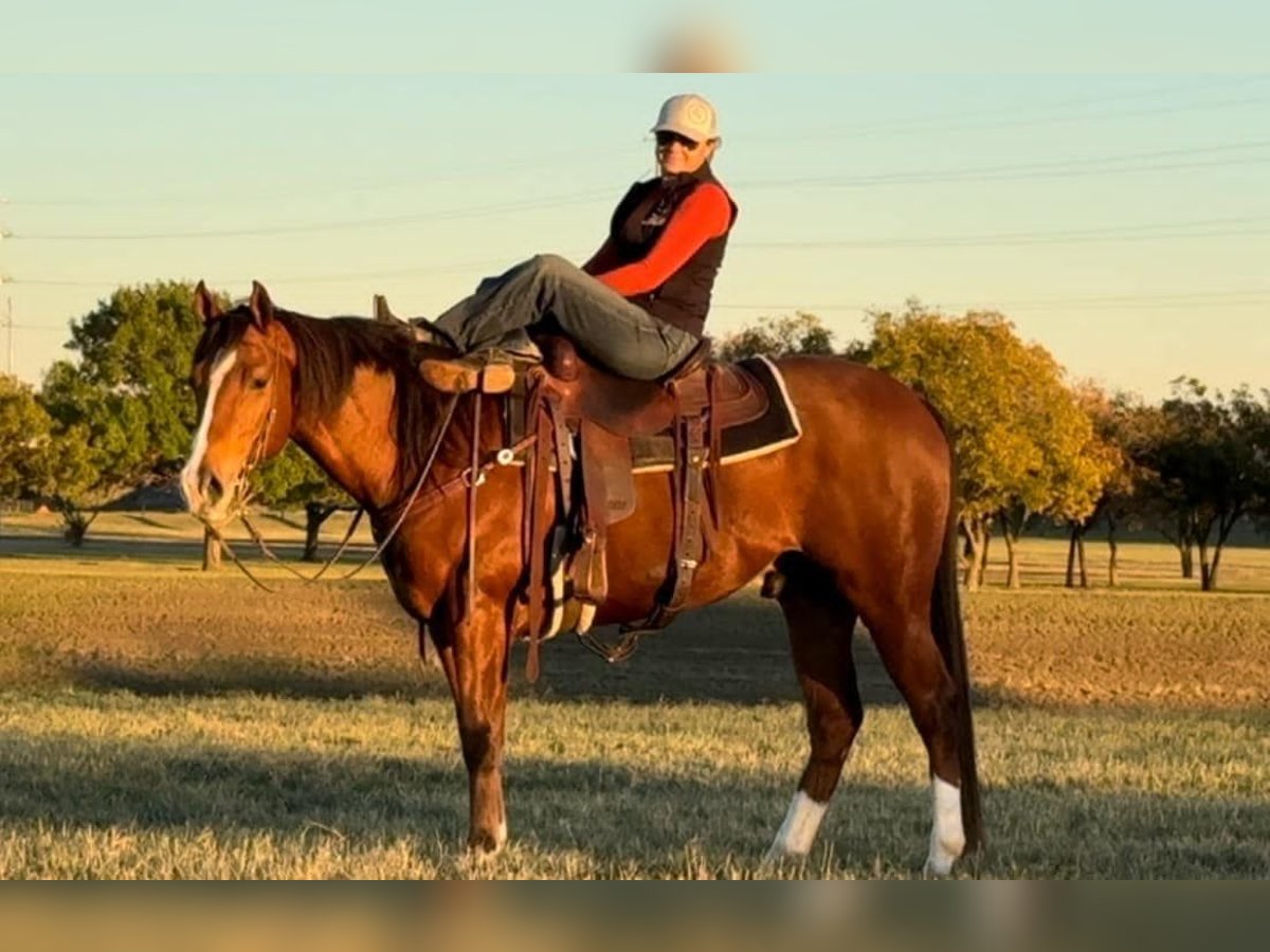 American Quarter Horse Castrone 6 Anni 160 cm Baio ciliegia in Fredricksburg TX