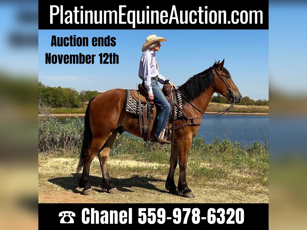 American Quarter Horse Castrone 6 Anni 160 cm Baio ciliegia in Jacksboro TX