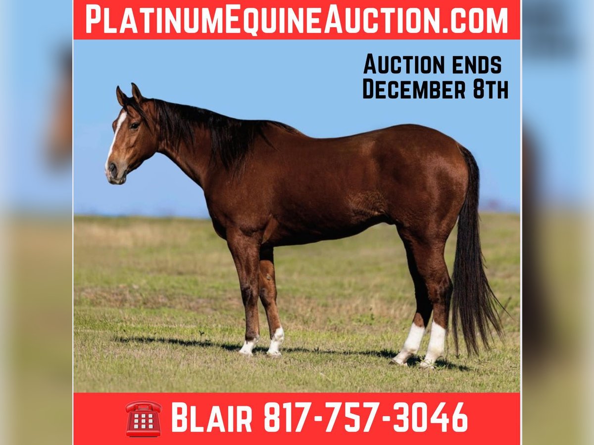 American Quarter Horse Castrone 6 Anni 160 cm Baio ciliegia in Weatherford TX