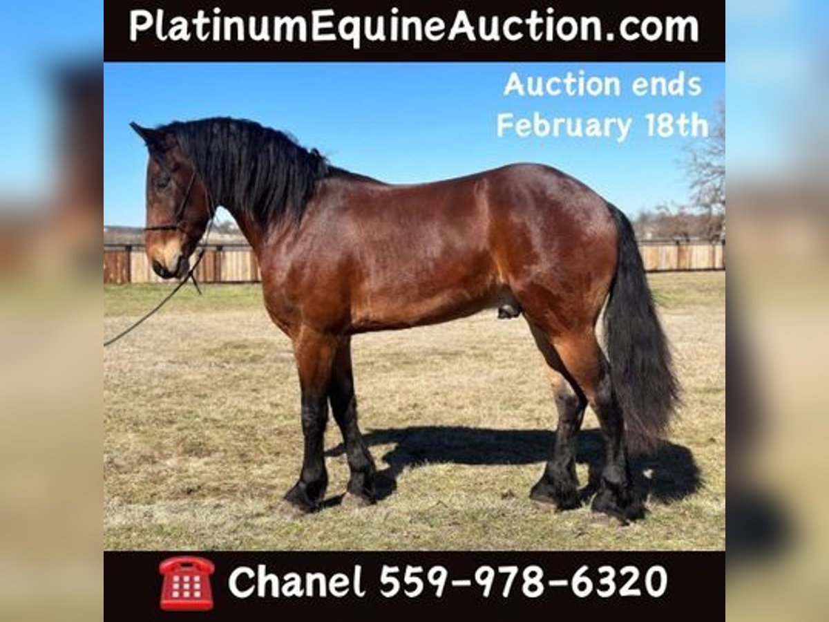 American Quarter Horse Castrone 6 Anni 160 cm Baio ciliegia in Jacksboro, TX