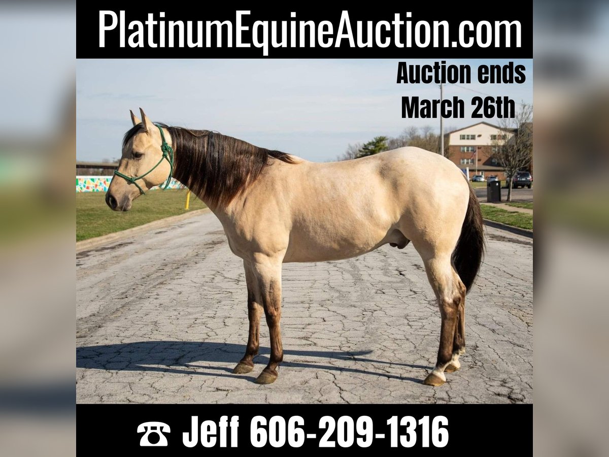 American Quarter Horse Castrone 6 Anni 160 cm Falbo in Middletown OH