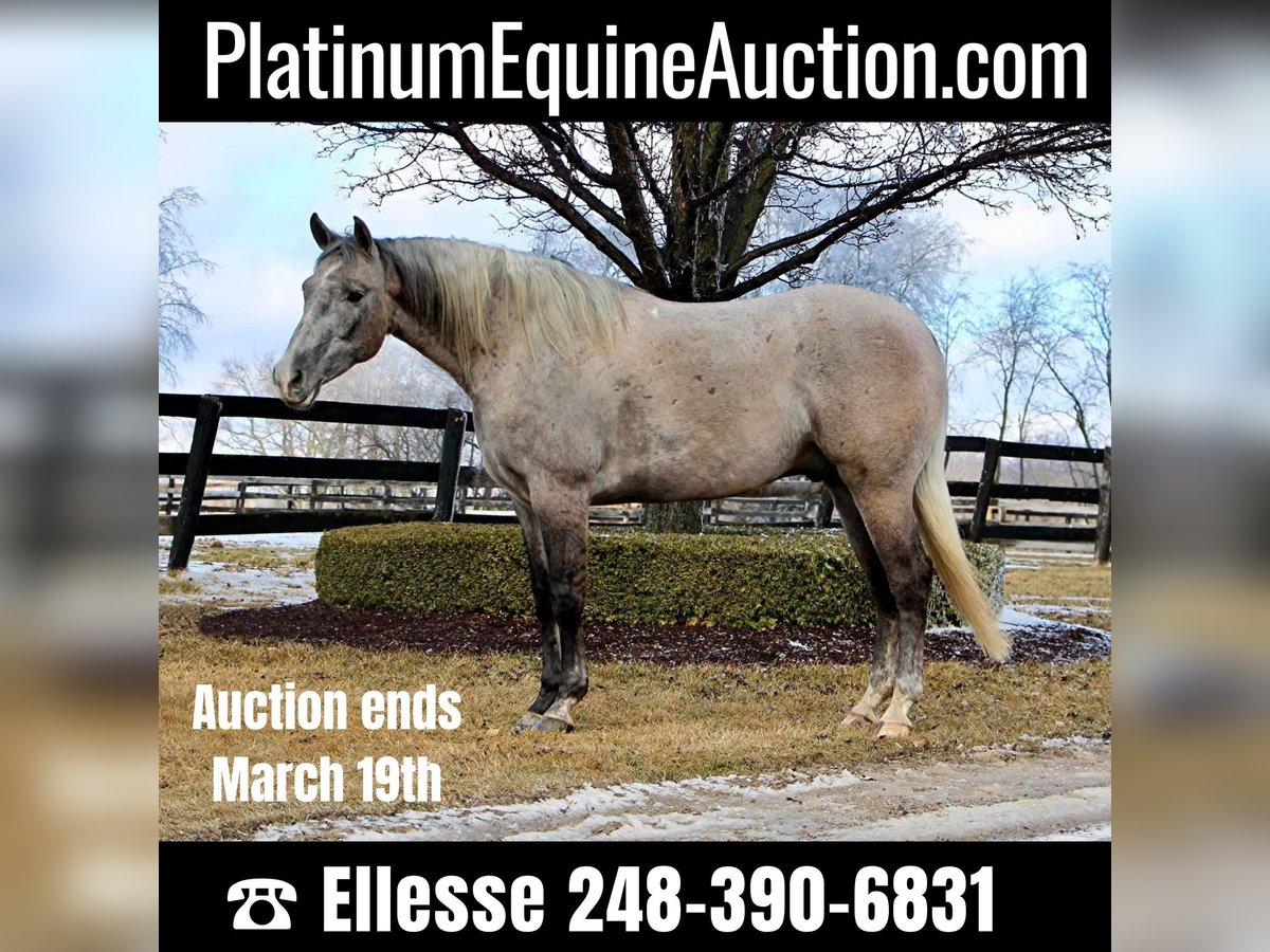 American Quarter Horse Castrone 6 Anni 160 cm Grigio in Highland MI