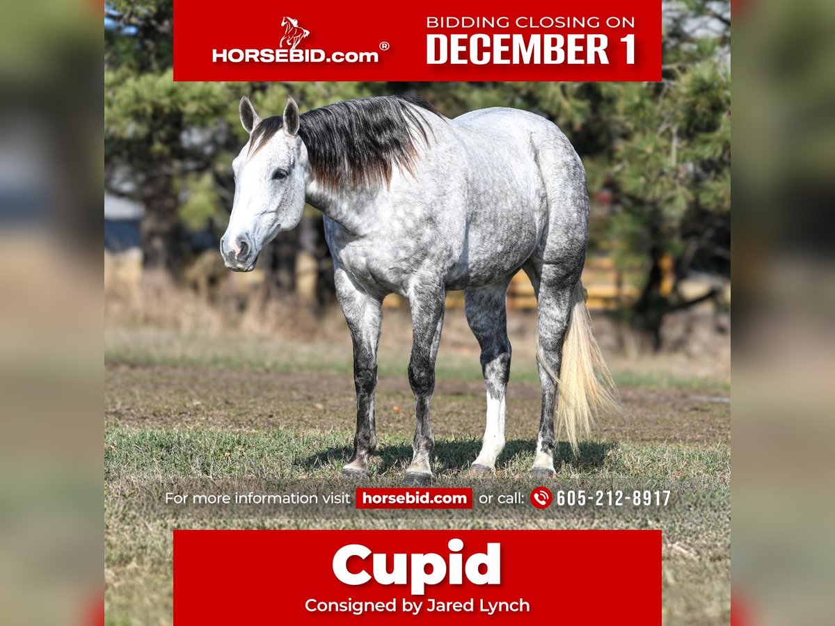 American Quarter Horse Castrone 6 Anni 163 cm Grigio in Canistota