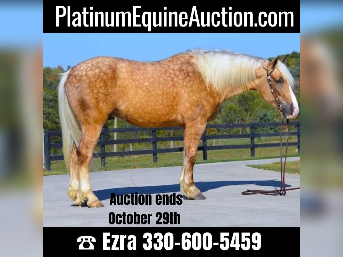 American Quarter Horse Castrone 6 Anni 163 cm Palomino in Wooster OH