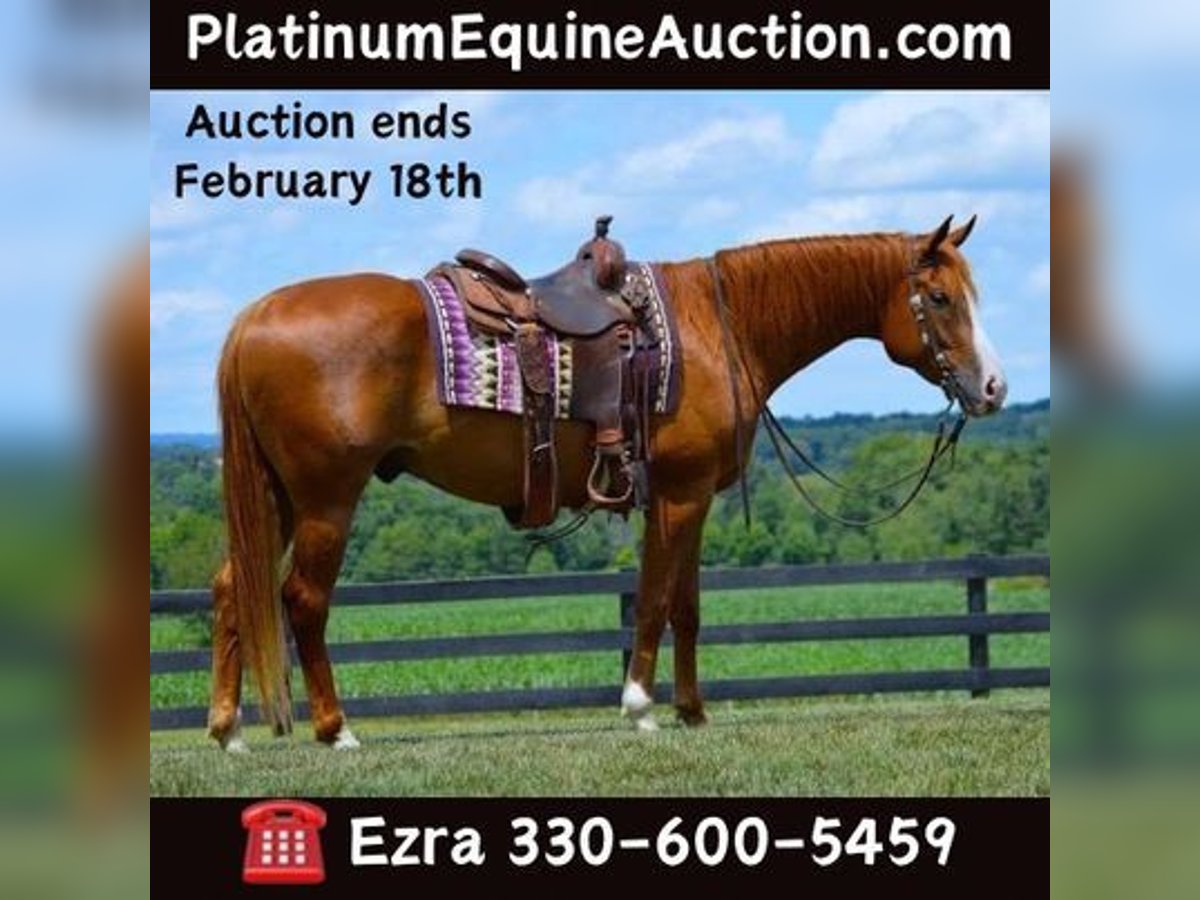 American Quarter Horse Castrone 6 Anni 165 cm Sauro scuro in Fredricksburg, OH