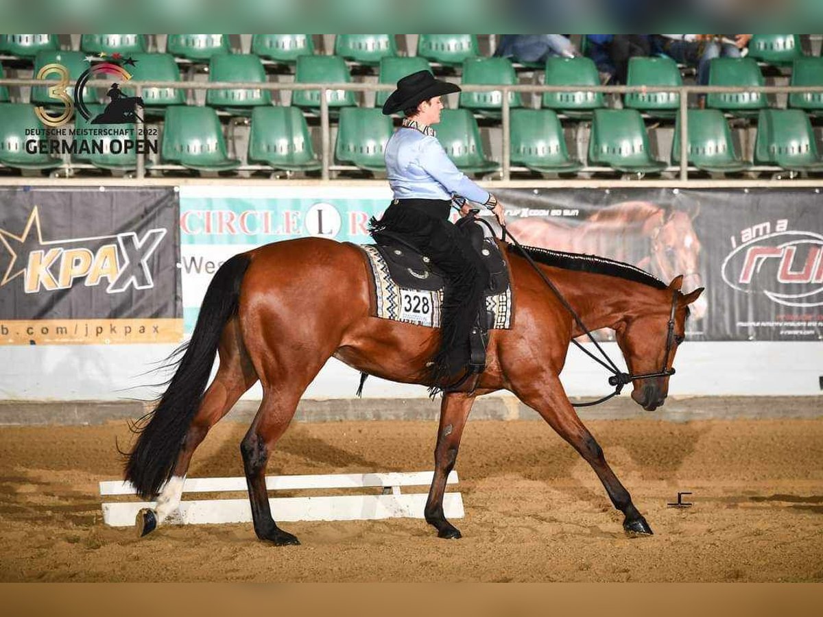 American Quarter Horse Castrone 6 Anni 170 cm Baio in Burgebrach