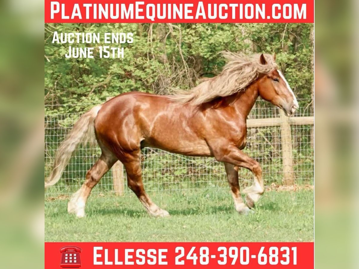 American Quarter Horse Castrone 6 Anni 170 cm Sauro scuro in Howell, MI