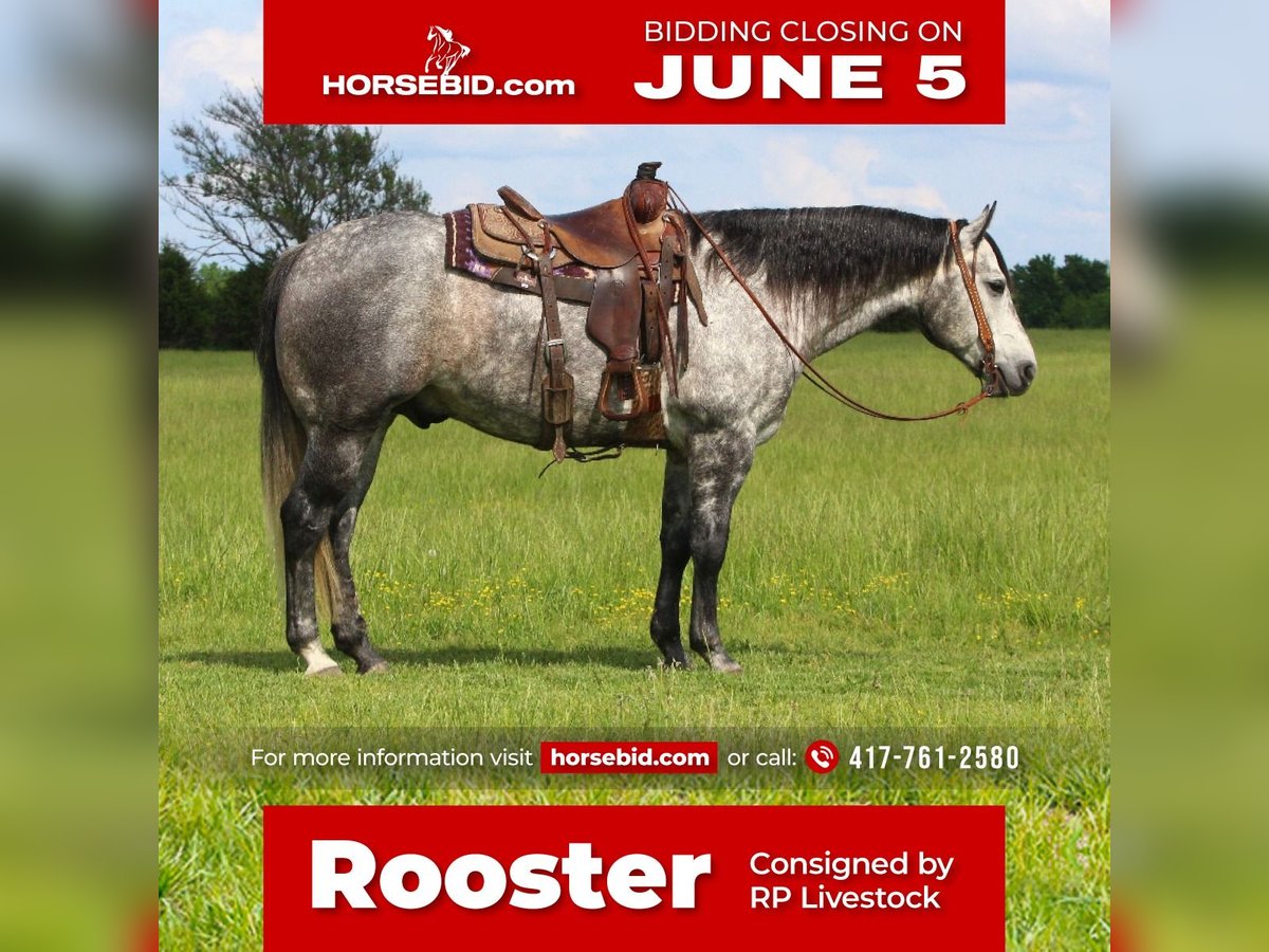 American Quarter Horse Castrone 6 Anni Grigio in Buffalo, MO