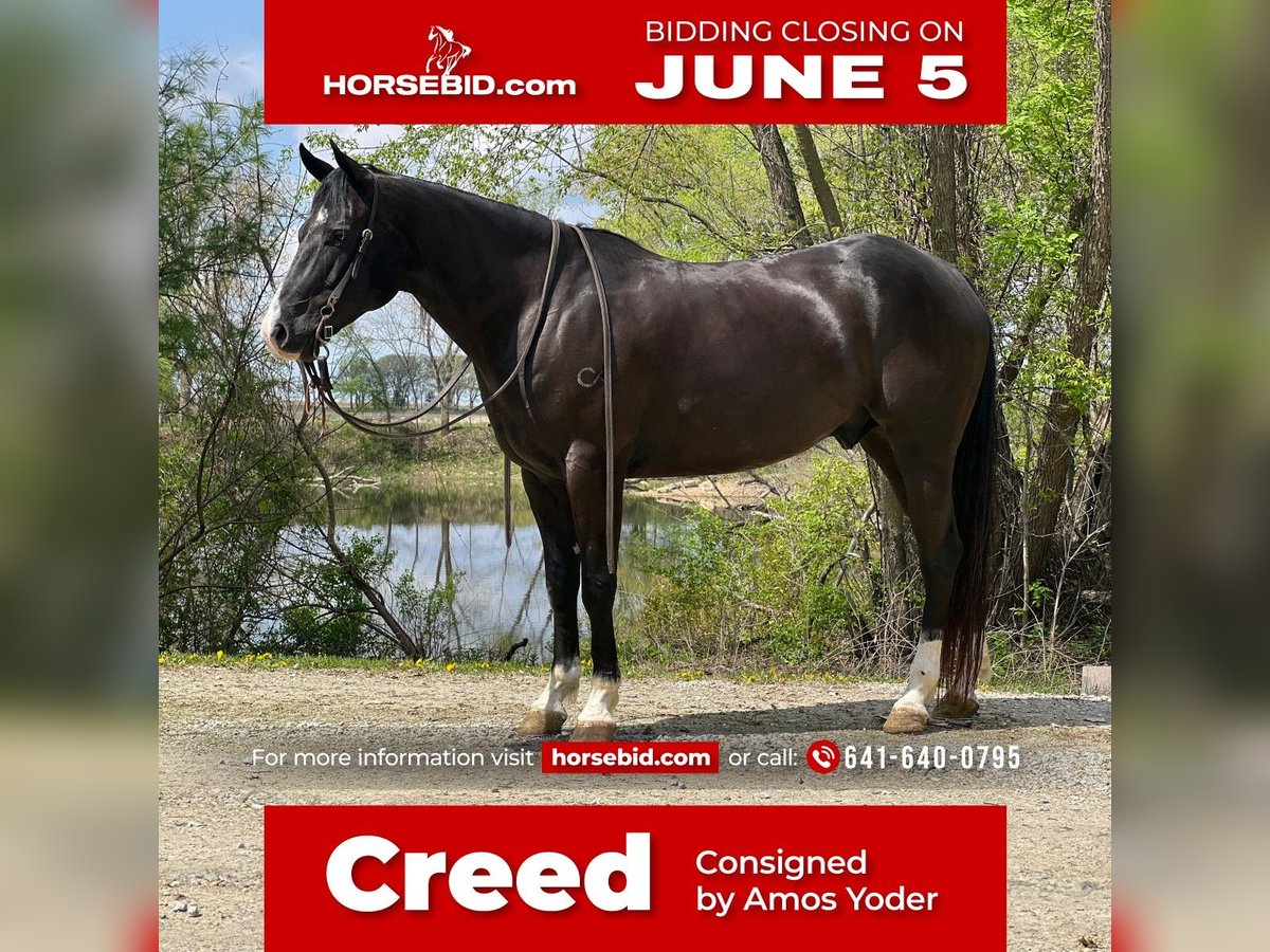 American Quarter Horse Castrone 6 Anni Morello in Zearing, IA