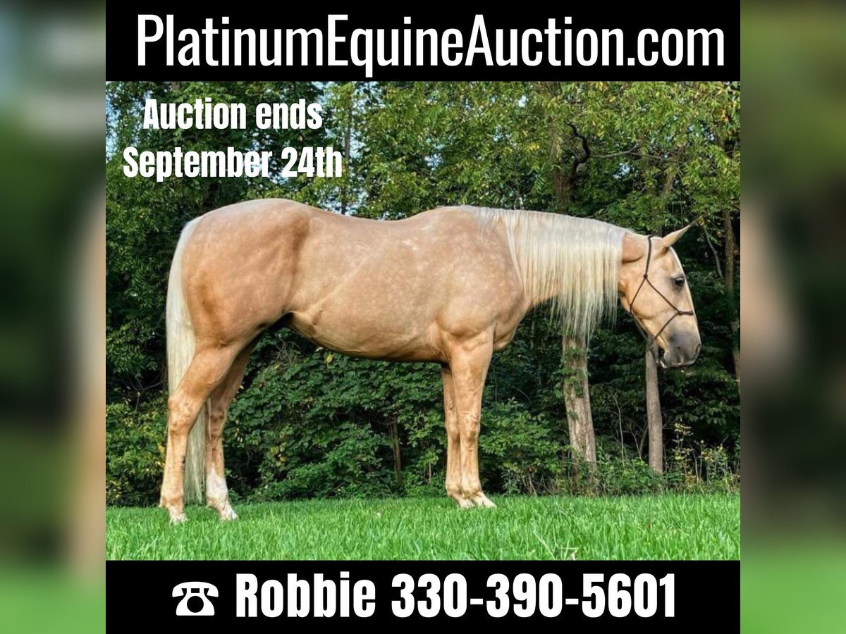 American Quarter Horse Castrone 6 Anni Palomino in Millersburg OH