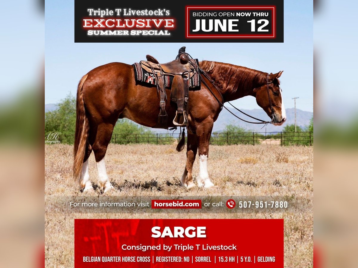 American Quarter Horse Mix Castrone 6 Anni Sauro ciliegia in Buffalo, WY