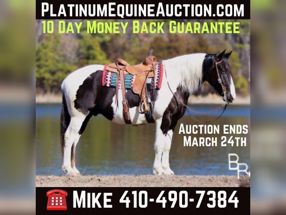 American Quarter Horse Castrone 6 Anni Tobiano-tutti i colori in Mountain Grove MO