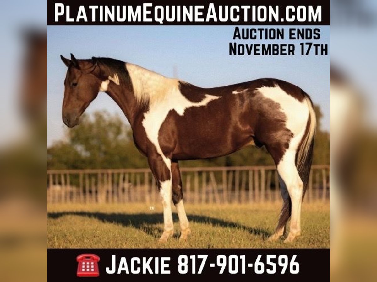 American Quarter Horse Castrone 6 Anni Tobiano-tutti i colori in Weatherford TX