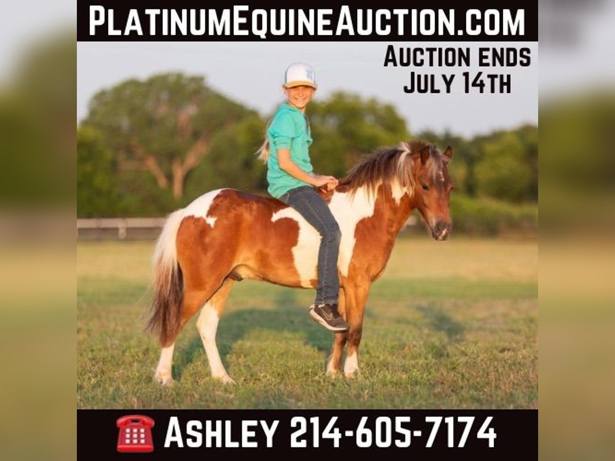 American Quarter Horse Castrone 7 Anni 109 cm Tobiano-tutti i colori in Weatherford TX