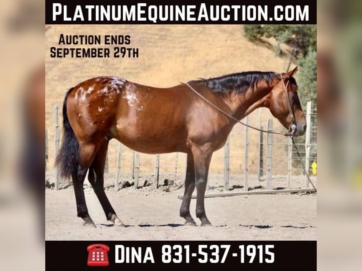 American Quarter Horse Castrone 7 Anni 142 cm Baio ciliegia in Paicines CA