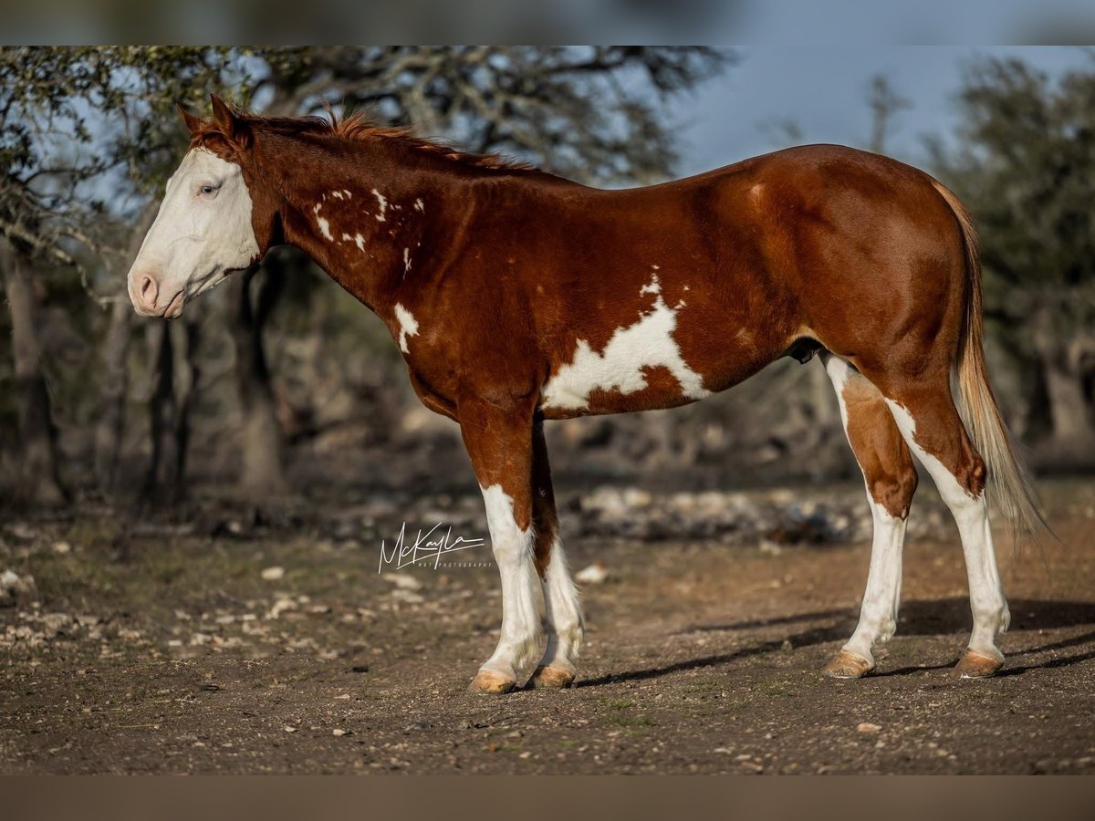 American Quarter Horse Castrone 7 Anni 142 cm Sauro ciliegia in Arlington