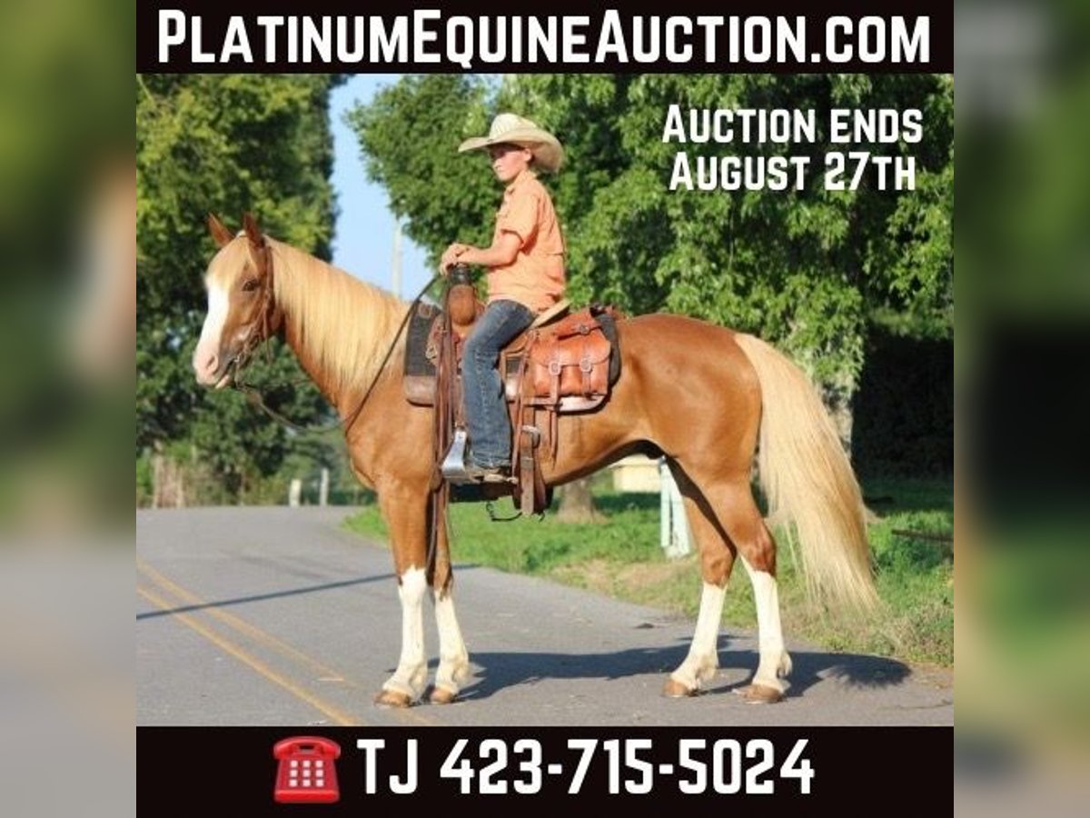 American Quarter Horse Castrone 7 Anni 142 cm Sauro ciliegia in Cleveland TN