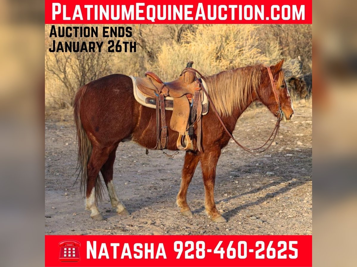 American Quarter Horse Castrone 7 Anni 142 cm Sauro scuro in CAMP VERDE, AZ