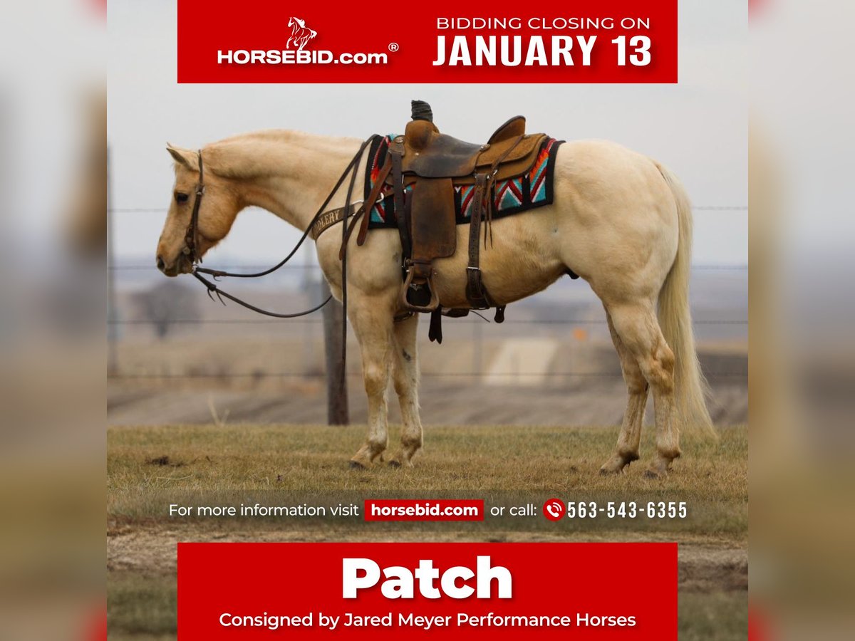 American Quarter Horse Castrone 7 Anni 145 cm Palomino in Bernard, IA