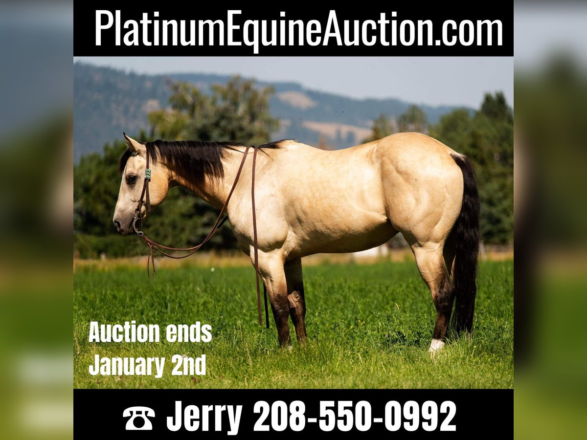 American Quarter Horse Castrone 7 Anni 145 cm Pelle di daino in Wickenburg AZ