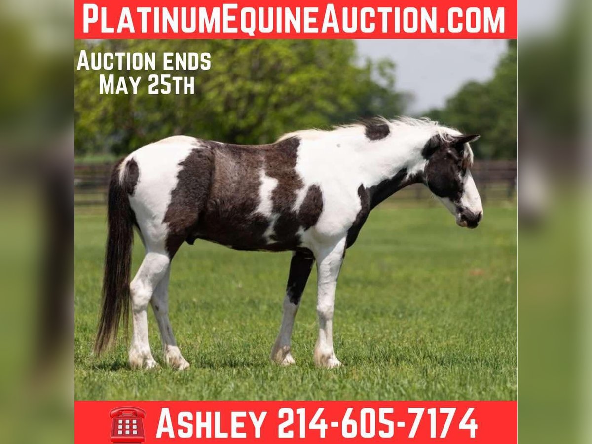 American Quarter Horse Castrone 7 Anni 145 cm Tobiano-tutti i colori in Weatherford TX