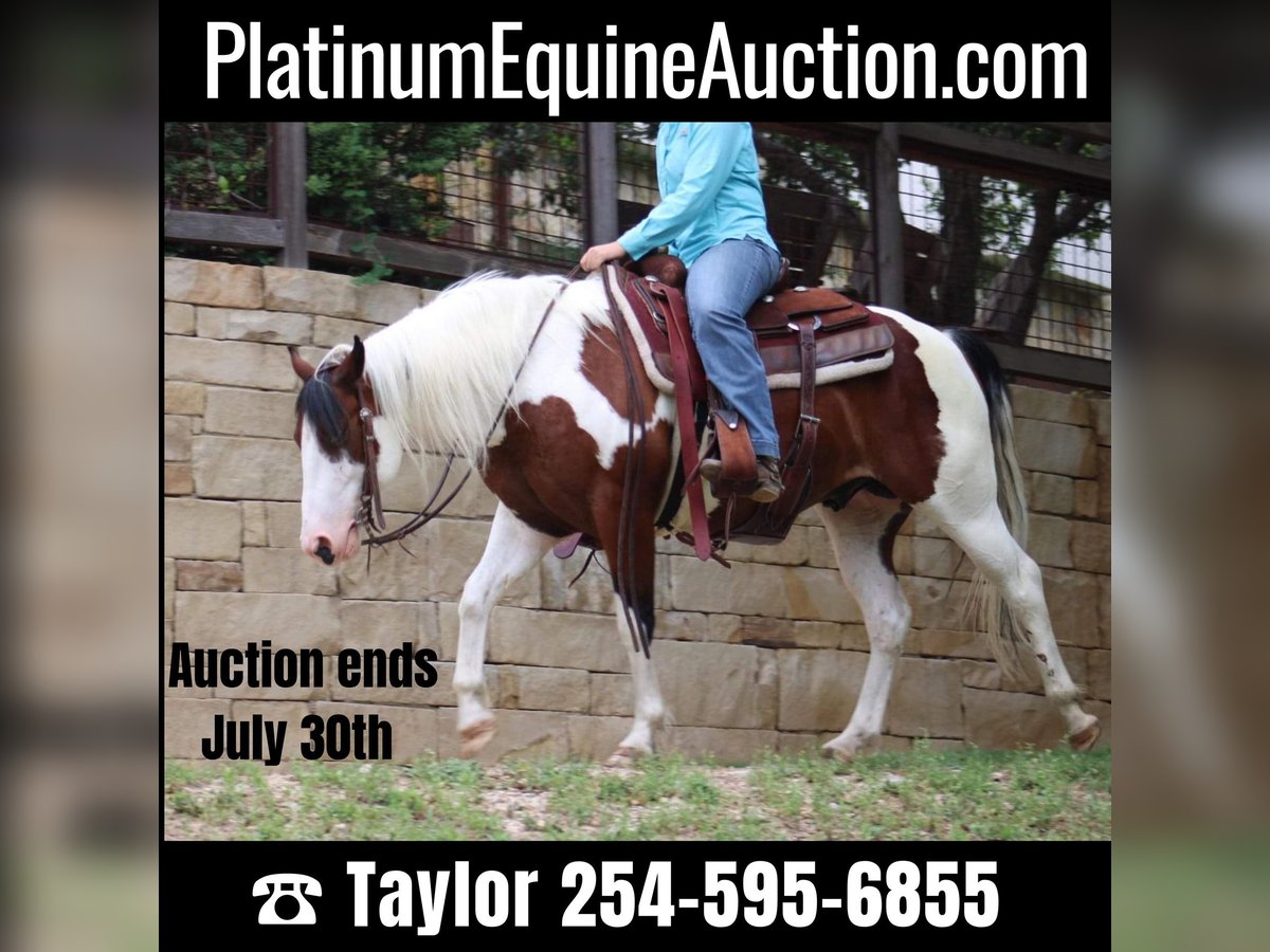 American Quarter Horse Castrone 7 Anni 145 cm Tobiano-tutti i colori in Eastland TX